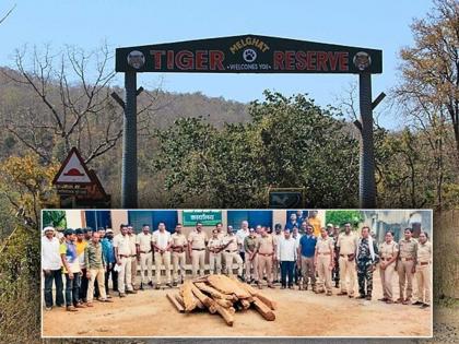 Illegal cutting of trees in Melghat wildlife division | मेळघाट वन्यजीव विभागात अवैध वृक्षतोड