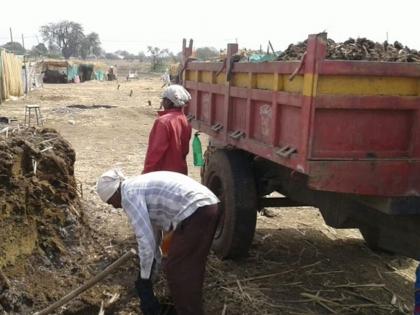 Golden days for dung, count 2 thousand to put 1 tractor in the field! | शेणखताला सोन्याचे दिवस, शेतात १ ट्रॅक्टर टाकायला मोजा २ हजार !