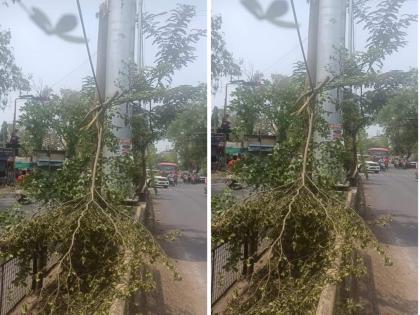 Cutting down trees to display advertisements on Unipole; formality of sending notice to contractor by Latur Municipality | युनिपोलवरील जाहिरात दिसण्यासाठी वृक्षतोड; लातूर मनपाकडून कंत्राटदाराला नोटीसचा सोपस्कार