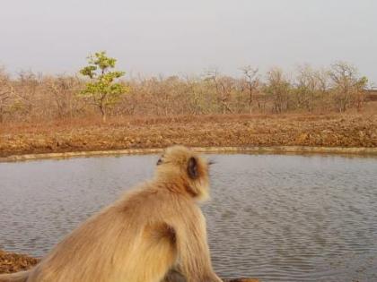 Forest department captured 542 wild animals from 23 water sites in parbhani | २३ पाणवठ्यावरून वनविभागाने टिपले ५४२ वन्यप्राणी