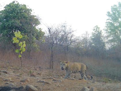 Most animals recorded in Raver forest area in jalgaon | रावेर वनक्षेत्रात सर्वाधिक प्राण्यांची नोंद!