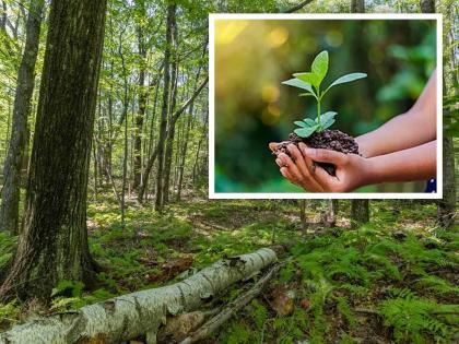 Demarcation of Reserve Forest on the occasion of Environment Day | पर्यावरण दिनानिमित्त राखीव वनाचे सीमांकन