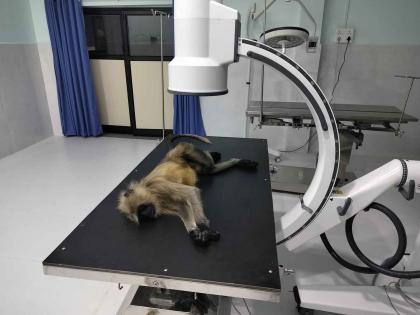 The monkey's leg was fractured due to gunshot | बंदुकीच्या गोळीमुळे माकडाचा पाय झाला फॅक्चर