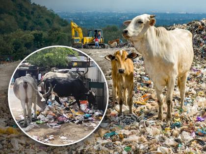 We eat in the bag, they eat the bag | आम्ही पिशवीत नेऊन खातो, ते पिशवीच खातात