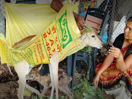 Maya's moisture! Paralyzed deer gives birth in 'Sarparagyi'... | मायेचा ओलावा! पॅरालिसिस झालेल्या हरणीचे ‘सर्पराज्ञी’त बाळंतपण; पाडस सुदृढ, आई गंभीर