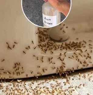 लाल मुंग्यांनी घरात उच्छाद मांडला? किचनमधला 'हा' पदार्थ चिमूटभर वापरा- घरातून मुंग्या गायब