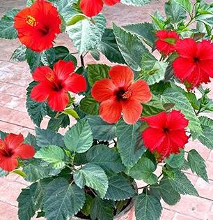 जास्वंदाचं रोपं लावलं पण फुलंच नाही? मातीत ‘ही’ एक खास आणि मोफत गोष्ट मिसळा, फुलचं फुलं येतील