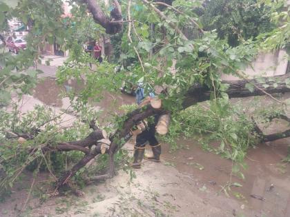 Tree fell in Dharampet, six vehicles damaged  | धरमपेठेत झाड कोसळले, सहा वाहनांचे नुकसान 