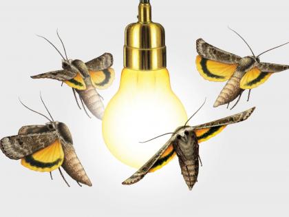 Where do insects come from under the light during monsoon? | पावसाळ्यात लाईट खाली किडे येतात तरी कोठून?