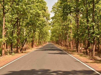 Remove cement blocks covering trees on roadside | रस्त्यावरील झाडांना सिमेंट, पेव्हर ब्लाॅकपासून माेकळे करा