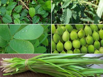 Know the benefits of eating wild vegetables | जाणून घ्या रानभाज्या खाण्याचे फायदे