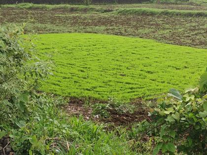 Ten thousand metric tons of fertilizer supply to farmers for Kharif season this year! | शेतकऱ्यांना खरीप हंगामासाठी यंदा दहा हजार मेट्रीक टन खताचा पुरवठा!