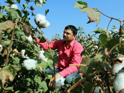 Cotton producers will get 131 crores! | कापूस उत्पादकांना मिळणार १३१ कोटी !