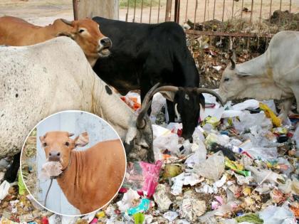 Abandoned plastic in the city goes into the stomachs of animals | शहरातील बेवारस प्लास्टिक जातेय जनावरांच्या पोटात