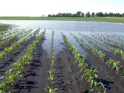 Heavy rains in three circles bring life to thirsty crops | तीन महसूल मंडळांत अतिवृष्टी तहानलेल्या पिकांना जीवदान