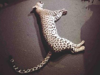 Leopard killed on Umred-Nagpur highway | उमरेड-नागपूर महामार्गावर बिबट ठार