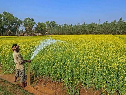 Half of the farmers avoid to apply for crop insurance! | पीकविम्याकडे निम्म्या शेतकऱ्यांची पाठ !