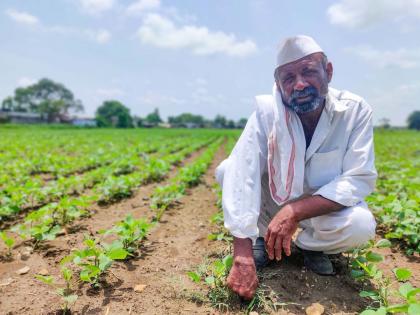 Extension of crop insurance till 31st July | पीक विम्याला ३१ जुलैपर्यत मुदतवाढ