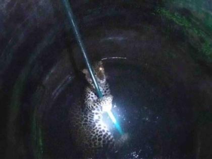 A leopard in a well trying to hunt goats | शेळ्यांची शिकार करण्याच्या प्रयत्नात बिबट्या विहिरीत