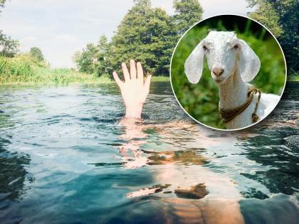 The farmer was swept away trying to save the baby goat | शेळीच्या पिलाला वाचविण्याच्या प्रयत्नात शेतकरी वाहून गेला