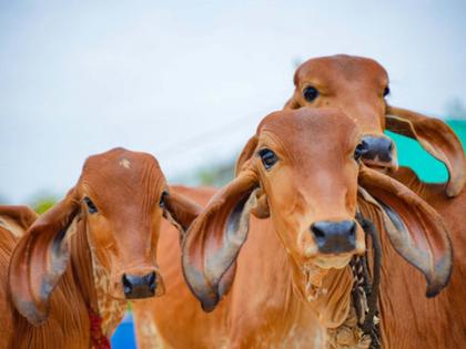 Cattle tied for slaughter, case registered against the accused | कत्तलीसाठी गोवंश बांधले, आरोपीविरुद्ध गुन्हा दाखल