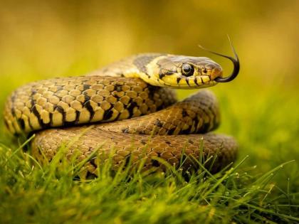 Woman dies of snakebite while planting paddy | धान रोपणी करताना सर्पदंशाने महिलेचा मृत्यू