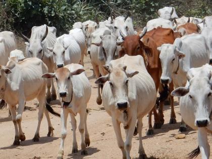 Saved 42 animals from going to slaughter house | कत्तलखान्यात जाण्यापासून ४२ जनावरांना वाचवले