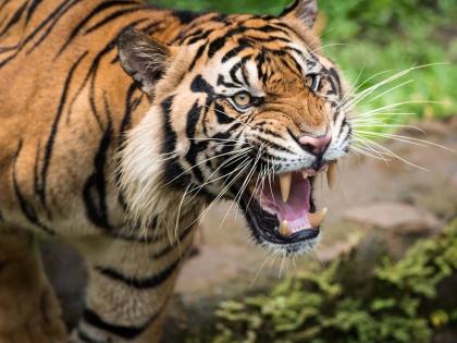 250 tigers in the district; Natural habitat is endangered | जिल्ह्यात २५० वाघ; नैसर्गिक अधिवास आला धोक्यात