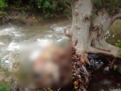 Dead body of tiger found in Botoni forest | बोटोणीच्या जंगलात आढळला पट्टेदार वाघाचा मृतदेह