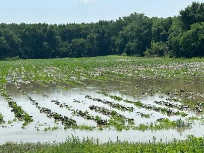 Crops affected in 23,260 hectares area due to heavy rains | अतिवृष्टीत २३,२६० हेक्टर क्षेत्रातील पिके बाधित