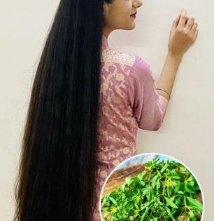 केसांच्या वाढीसाठी वापरा आयुर्वेदातील एक खास वनस्पती, केसांच्या अनेक समस्यांवर पारंपरिक उपाय...