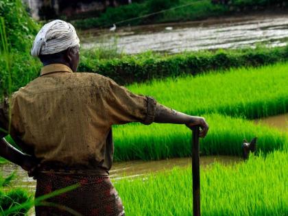 crop insurance; 38 thousand farmers avoided participation; Expires on 31st July | पीकविमा; ३८ हजार शेतकऱ्यांनी टाळला सहभाग; ३१ जुलै रोजी संपली मुदत