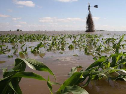 Declare wet drought in Bhandara district | भंडारा जिल्ह्यात ओला दुष्काळ जाहीर करा