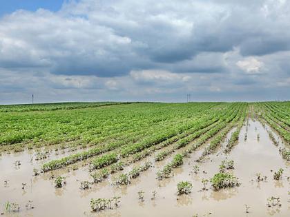 Cotton crop destroyed; Farmers are in trouble | कपाशीने बदलला रंग; शेतकरी झाले हतबल !