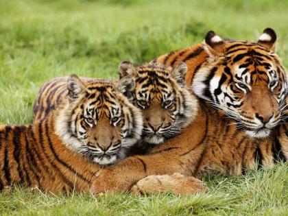 Tiger movement increased in Bor Sanctuary; Four new tigers recorded | बोर अभयारण्यात वाघांचा संचार वाढला; चार नव्या वाघांची नोंद