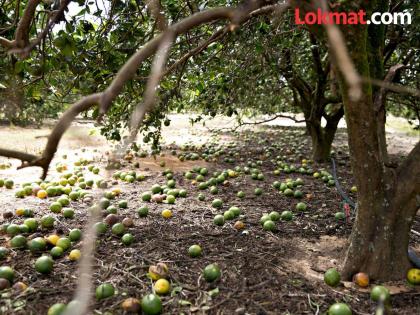 Orange, sweet lime farmers hit hard financially; farmers suffered due to heavy rains | संत्रा, मोसंबी उत्पादक शेतकऱ्यांना जबर आर्थिक फटका; फळबागांना अतिवृष्टीमुळे लागली गळती