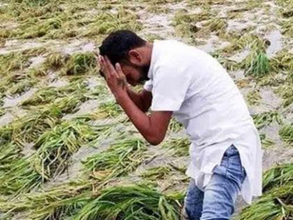 Damage to paddy crops in an area of 8,332.20 hectares due to heavy rains | अतिवृष्टीने ८,३३२.२० हेक्टर क्षेत्रातील धान पिकांचे नुकसान