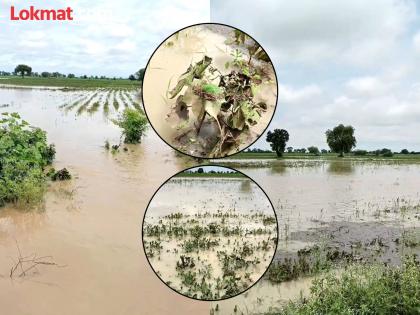 Heavy rains in six districts, crops collapse due to heavy rains; Shadow of wet drought on Kharipa | सहा मंडळांत अतिवृष्टी, अति पावसाने पिके कोमात; खरिपावर ओल्या दुष्काळाची छाया