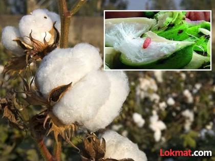 Farmers beware; The incidence of pink bollworm is increasing | शेतकऱ्यांनो सावधान; गुलाबी बोंडअळीचा वाढतोय प्रादुर्भाव