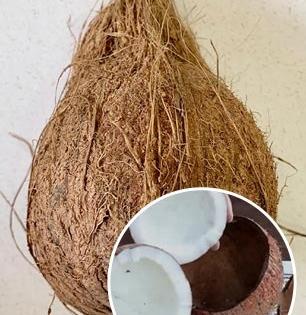 नारळ फोडणं अवघड, खोबरंही निघत नाही? १ ट्रिक, ५ मिनिटात करवंटीतून खोबरं बाहेर