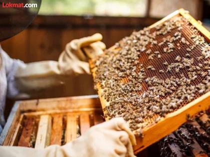 54 lakhs will be given by the government to the village for honey business | मध केंद्र योजनेअंतर्गत गावकऱ्यांना 'मधाचे बोट'; शासन गावाला देणार ५४ लाखांचे अनुदान