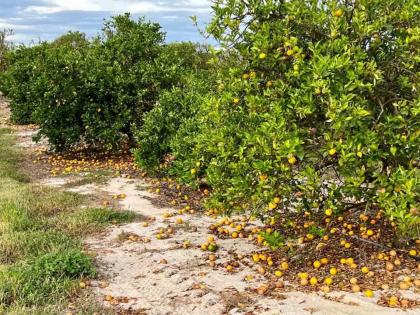 Incidence of conch disease on orange in Shendurjanaghat of Vidarbha | विदर्भाच्या कॅलिफोनिर्यात संत्रावर शंखी रोगाचा प्रादुर्भाव