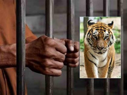 A tiger was killed and its organs removed; Three years imprisonment for five accused | वाघाला मारून अवयव काढली; पाच आरोपींना तीन वर्षांचा कारावास