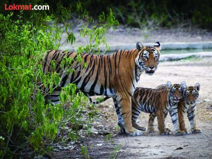 Tigers in Vidarbha found a way; Living in the forest outside the 'buffer zone' | विदर्भातील वाघांनी मार्ग शोधला; ‘बफर झोन’ बाहेर जंगलात वास्तव्य