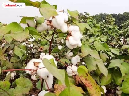 'Attack' of 'Mar' disease on cotton crop; Farmers need to do proper management | कापूस पिकावर 'मर' रोगाचा 'अटॅक'; शेतकऱ्यांनी योग्य व्यवस्थापन करणे गरजेचे