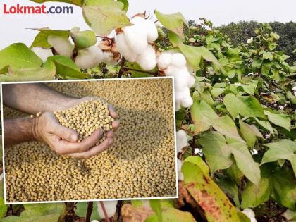 Help from the government for cotton, soybean crop from tomorrow | कपाशी, सोयाबीन पिकासाठी उद्यापासून शासनाकडून मदत