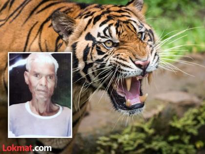 A person was killed by a tiger while going to farm at night | रात्री शेत राखणीला गेलेल्या इसमाला वाघाने केले ठार