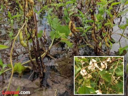 Cotton and soybeans crops damaged due to heavy rainfall | कापसाच्या झाल्या वाती अन् सोयाबीनची झाली माती !