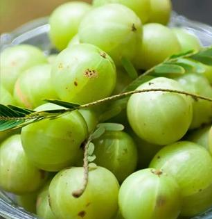 आवळा मीठ लावून खा, तब्येतीसाठी वरदान ठरणारे केवळ १० रुपयांचा उपाय - तारुण्य टिकेल कायम