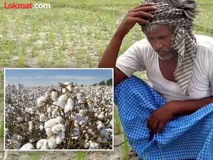 Due to the lack of price for cotton, depression increased among the farmers; The seven and a half weeks behind cotton never ends! | कापसाला भाव नसल्याने शेतकऱ्यांमध्ये वाढली उदासीनता; कापसामागची साडेसाती संपेना !